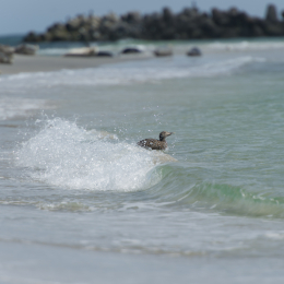 Helgoland-20130625-34