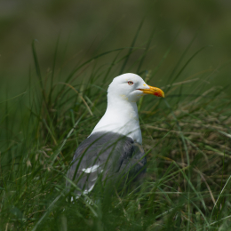 Helgoland-20130625-08