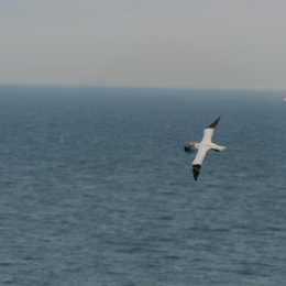 Helgoland-20130622-14