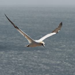 Helgoland-20130629-23