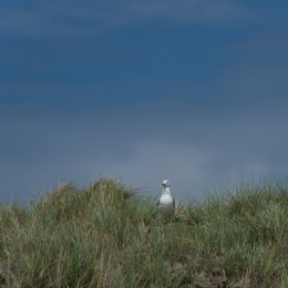 Helgoland-20130623-10
