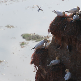 Helgoland-20130624-50