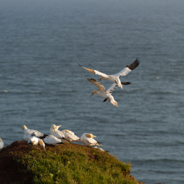 Helgoland-20130622-05