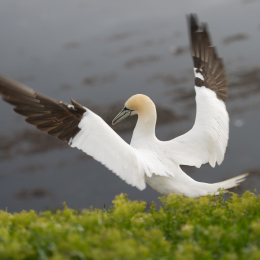 Helgoland-20130624-60
