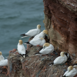 Helgoland-20130626-31
