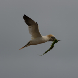 Helgoland-20130624-61