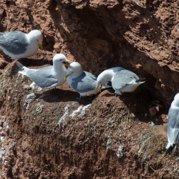 Helgoland-20130629-19