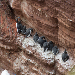 Helgoland-20130626-26