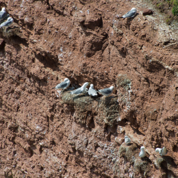 Helgoland-20130629-08