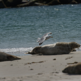 Helgoland-20130625-25
