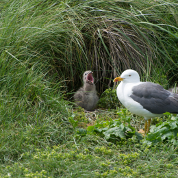Helgoland-20130623-30