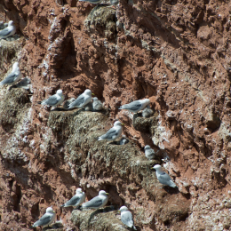 Helgoland-20130629-14