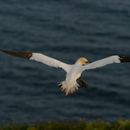 Helgoland-20130622-16