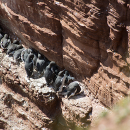 Helgoland-20130629-18
