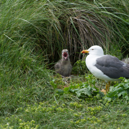 Helgoland-20130623-27