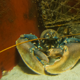 Helgoland-20130628-17