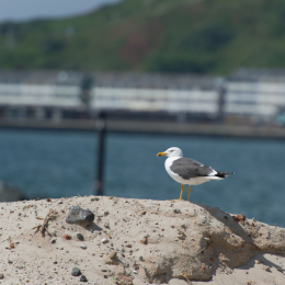 Helgoland-20130623-01