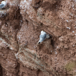 Helgoland-20130626-27