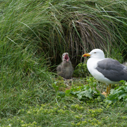 Helgoland-20130623-28