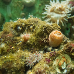 Helgoland-20130628-01