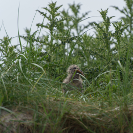 Helgoland-20130623-17