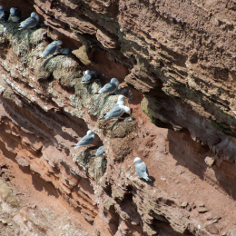 Helgoland-20130629-12
