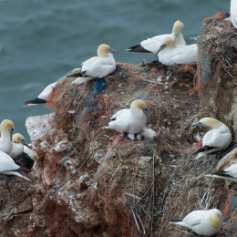 Helgoland-20130626-30