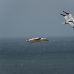 Helgoland-20130626-14