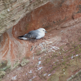 Helgoland-20130626-25