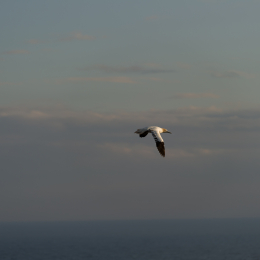 Helgoland-20130622-06