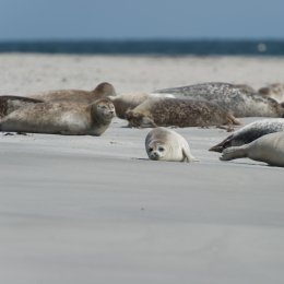 Helgoland-20130625-31