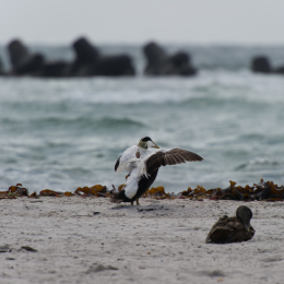 Helgoland-20130623-05