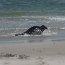 Helgoland-20130625-20