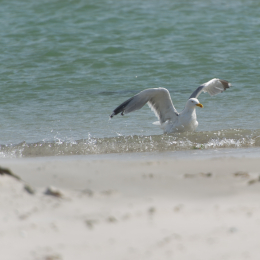 Helgoland-20130625-29