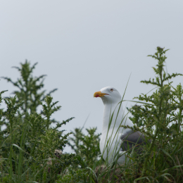 Helgoland-20130623-19