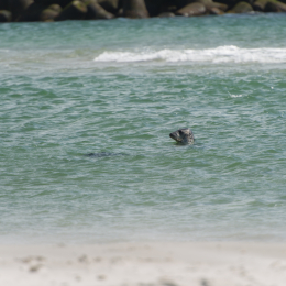 Helgoland-20130625-17