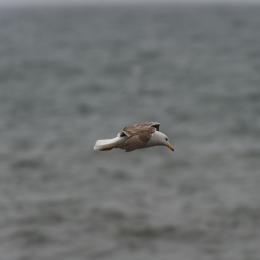Helgoland-20130624-09