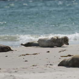 Helgoland-20130625-23