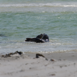 Helgoland-20130625-15