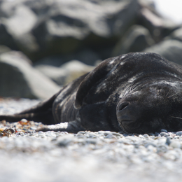 Helgoland-20130625-13