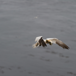 Helgoland-20130624-56