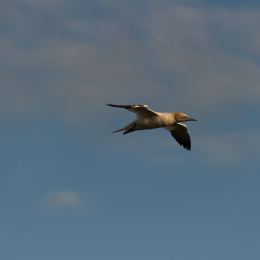 Helgoland-20130622-13