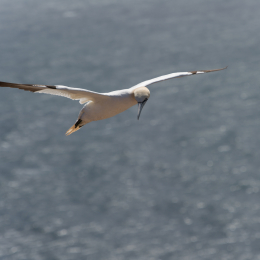 Urlaub 2013 - Helgoland