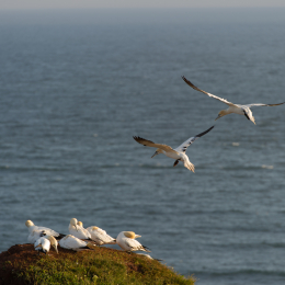 Helgoland-20130622-04