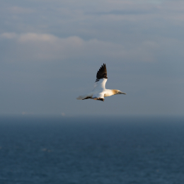 Helgoland-20130622-12