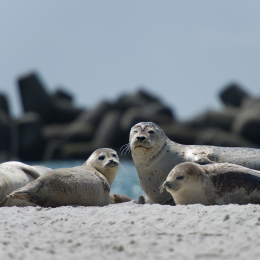 Helgoland-20130623-02