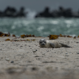 Helgoland-20130623-06