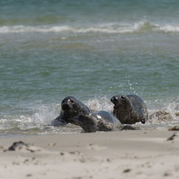 Helgoland-20130625-16