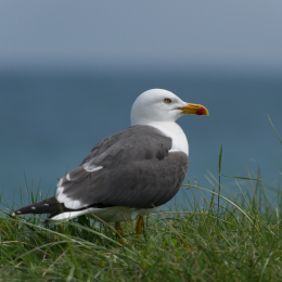 Helgoland-20130623-23