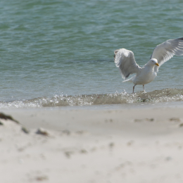 Helgoland-20130625-30